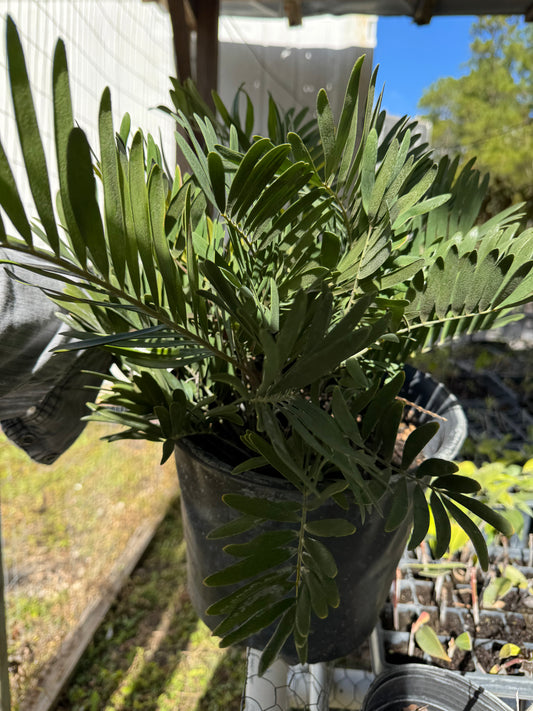 Florida Native Coontie Palm (Zamia Integrifolia) 3 Gallon