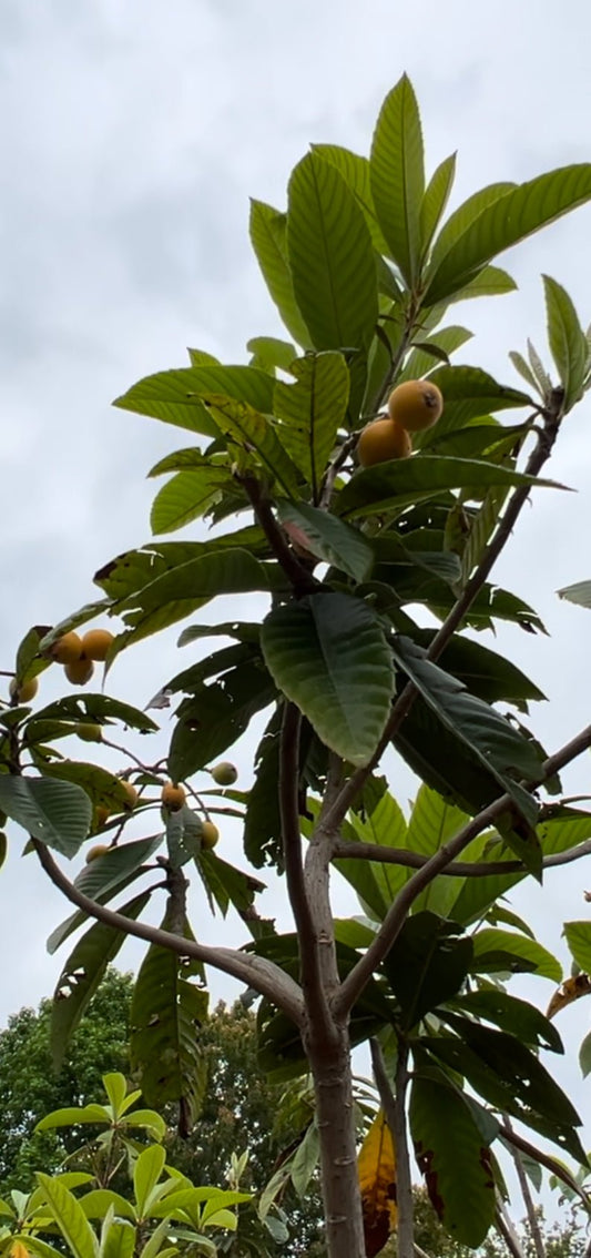 Loquat (Eriobotrya Japonica) 7 Gallon