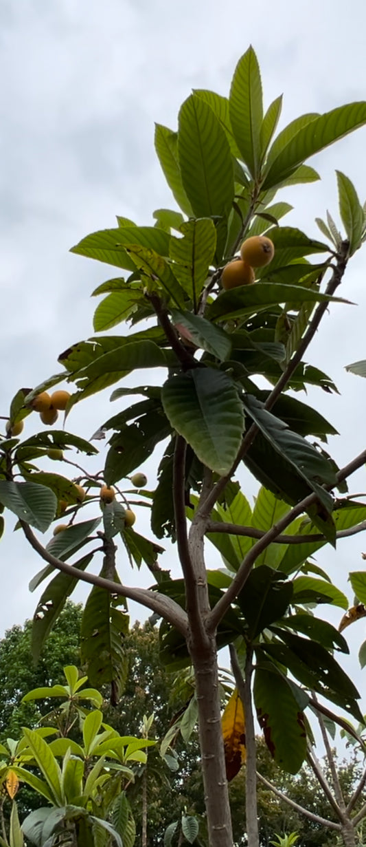 Loquat (Eriobotrya Japonica) 15 & 30 Gallon Sizes