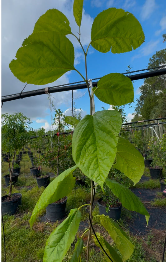 Florida Native Mulberry (Morus Rubra) - 1 Gallon