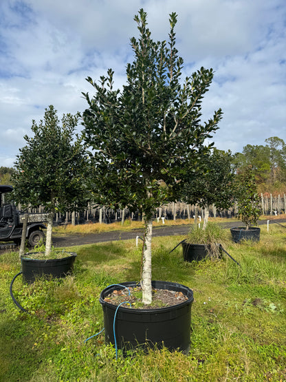 Nellie R Stevens (Ilex x 'Nellie R. Stevens) Florida Native 100 Gallon