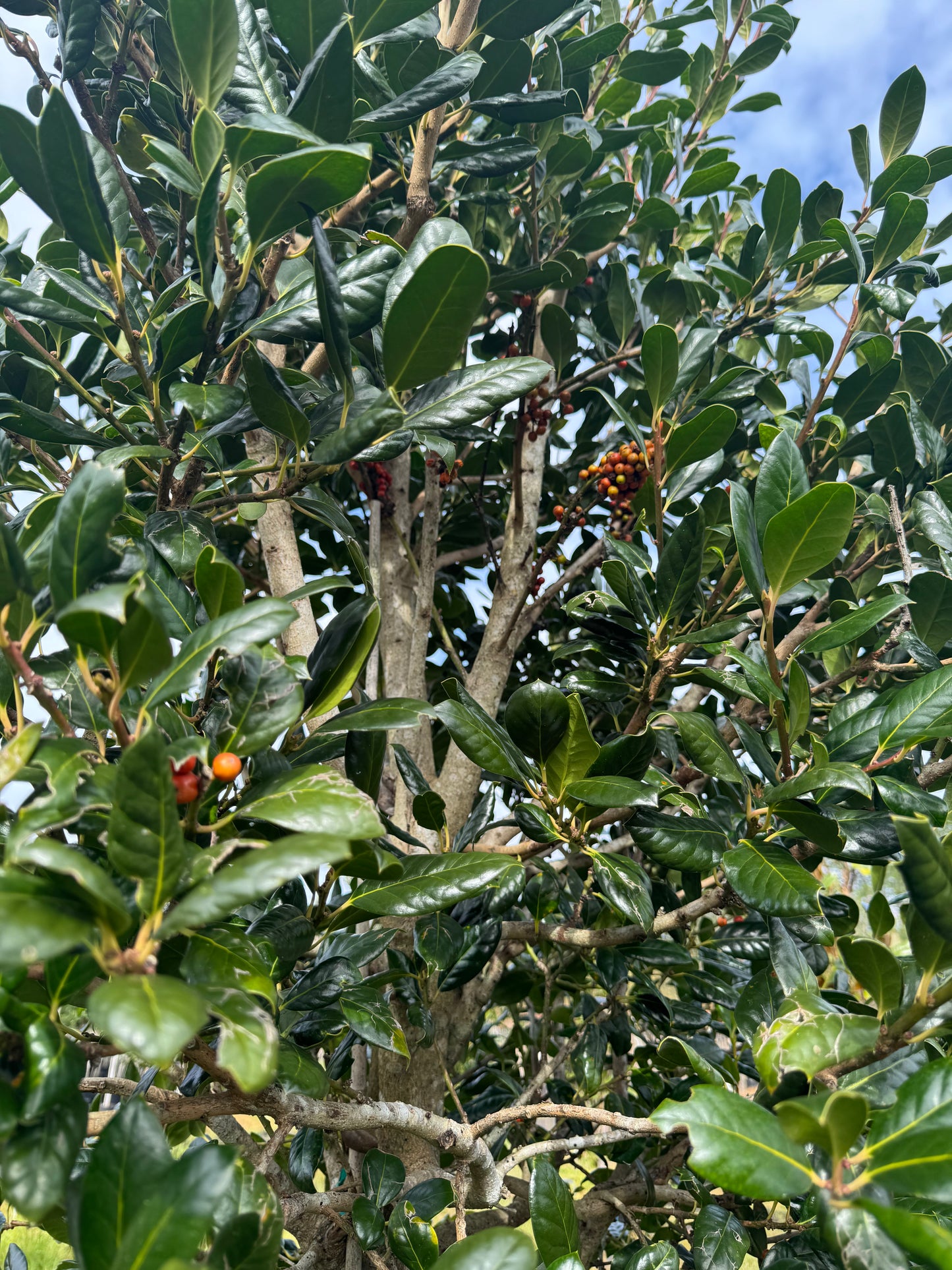 Nellie R Stevens (Ilex x 'Nellie R. Stevens) Florida Native 100 Gallon