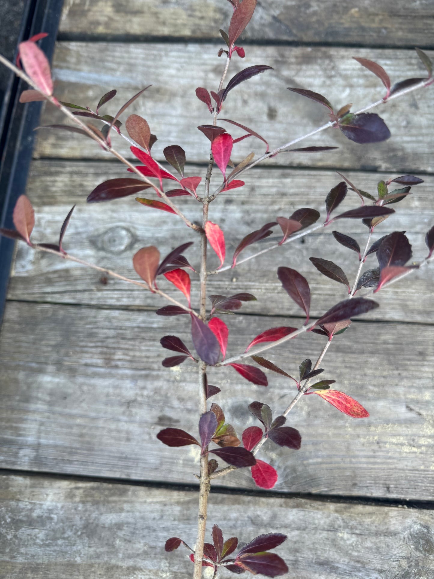 Native Viburnum (Viburnum Obovatum) 3 Gallon