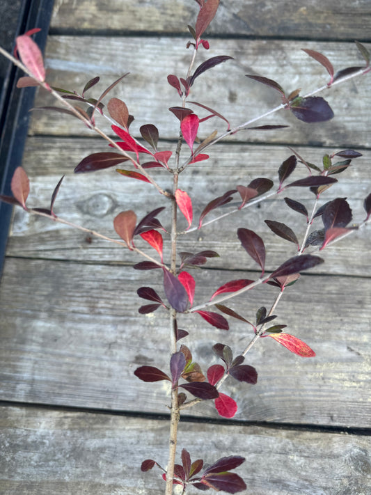 Native Viburnum (Viburnum Obovatum) 3 Gallon