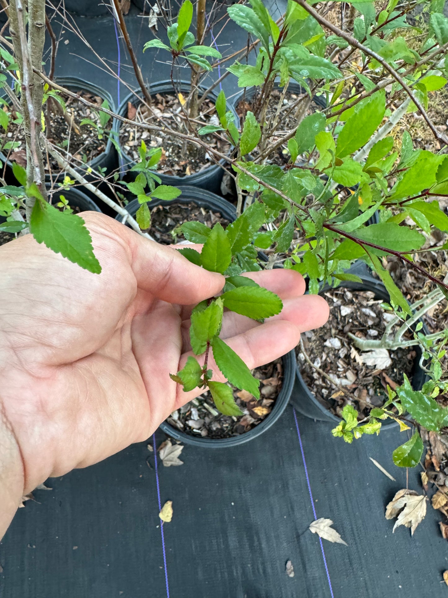 Mayhaw (Crataegus Aestivalis) Florida Native 3 Gallon