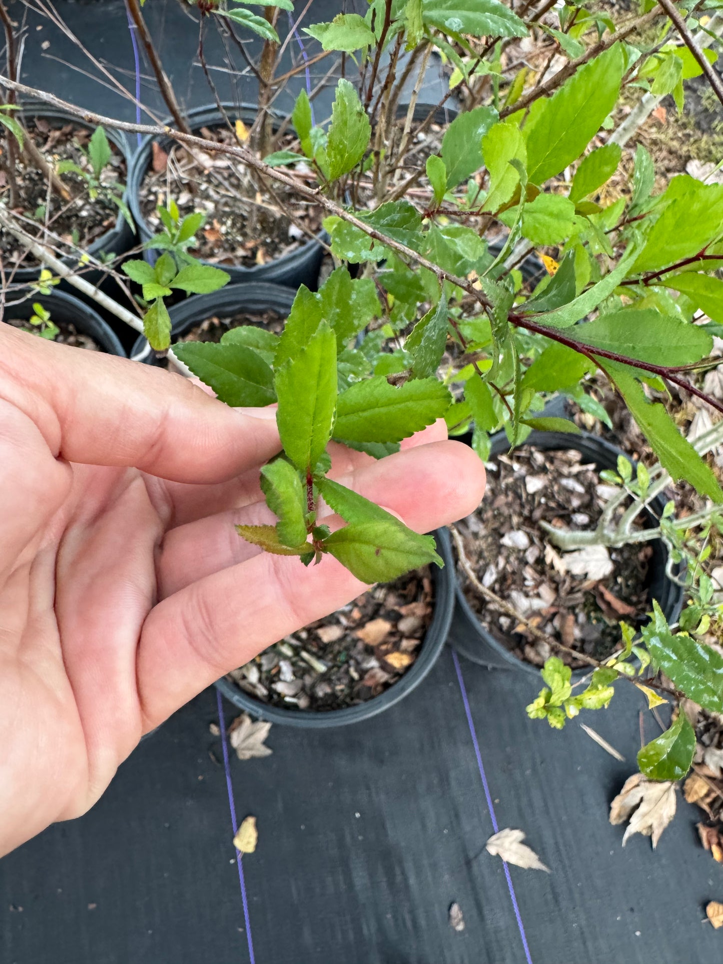 Mayhaw (Crataegus Aestivalis) Florida Native 3 Gallon