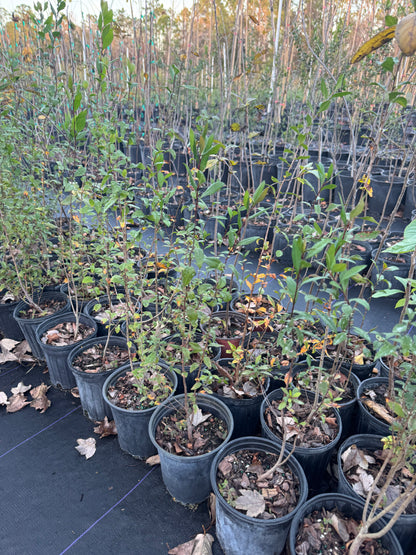 Mayhaw (Crataegus Aestivalis) Florida Native 3 Gallon