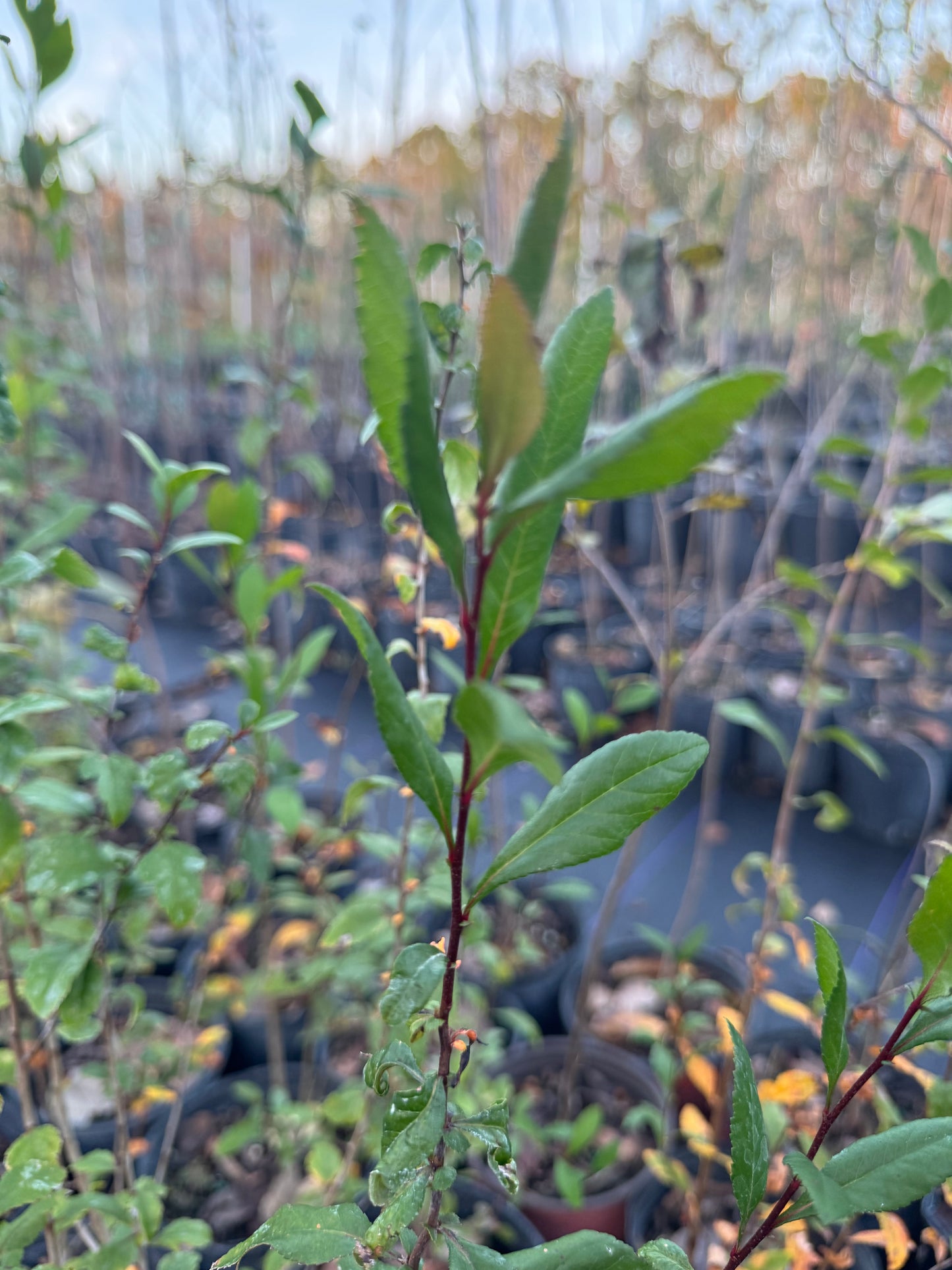 Mayhaw (Crataegus Aestivalis) Florida Native 3 Gallon