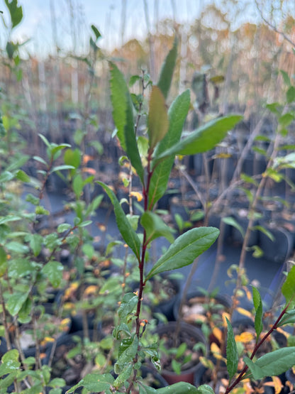 Mayhaw (Crataegus Aestivalis) Florida Native 3 Gallon