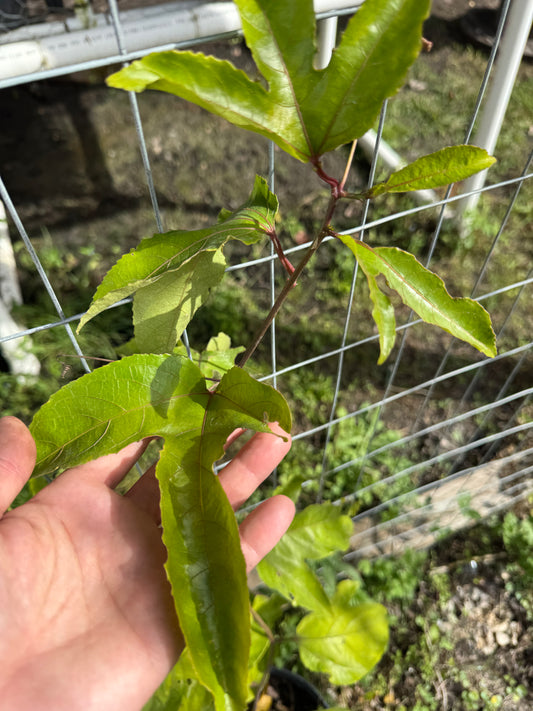 Passion Fruit (Passiflora Incarnata) 3 Gallon