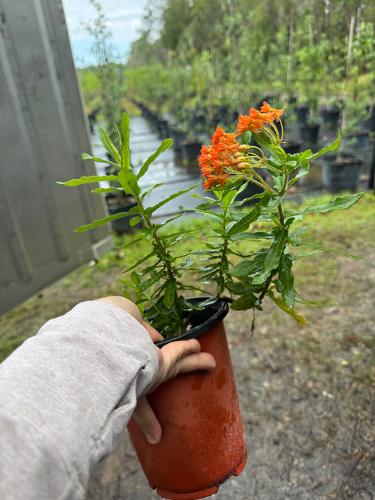 Native Milkweed (Asclepias Tuberosa) – 1 Gallon