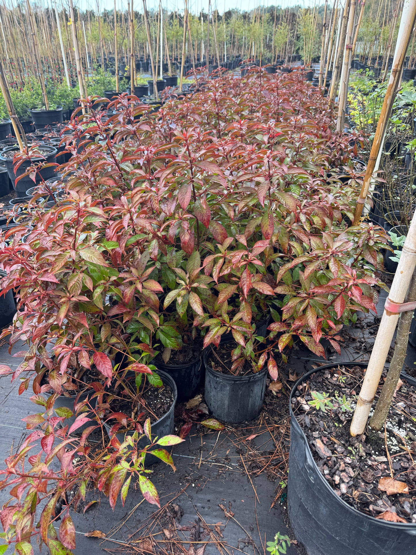 Native Firebush (Hamelia Patens) 3 Gallon