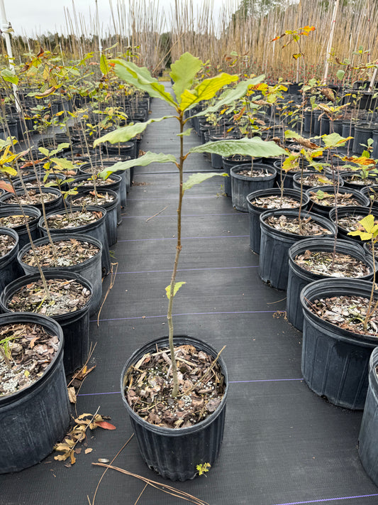 Swamp Chestnut Oak (Quercus Michauxii) Florida Native 3 Gallon