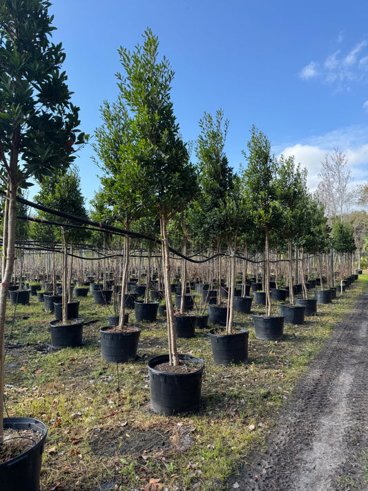 Japanese Blueberry Tree (Elaeocarpus Decipiens) 15 & 30 Gallon