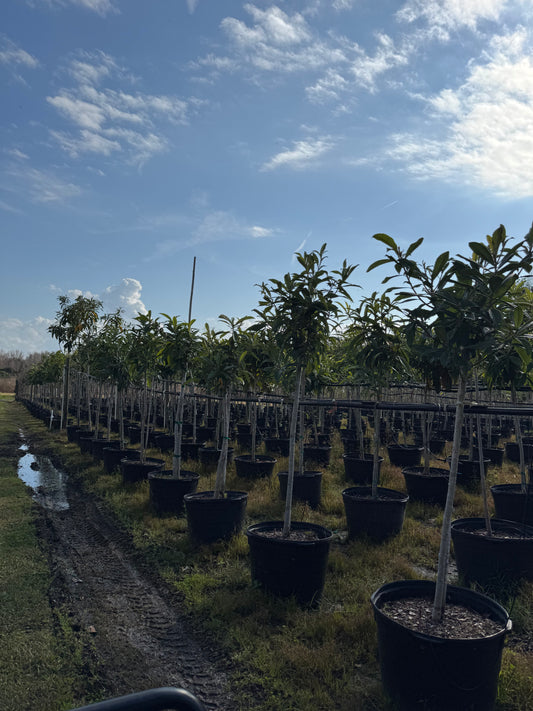 Loquat (Eriobotrya Japonica) 15 & 30 Gallon Sizes