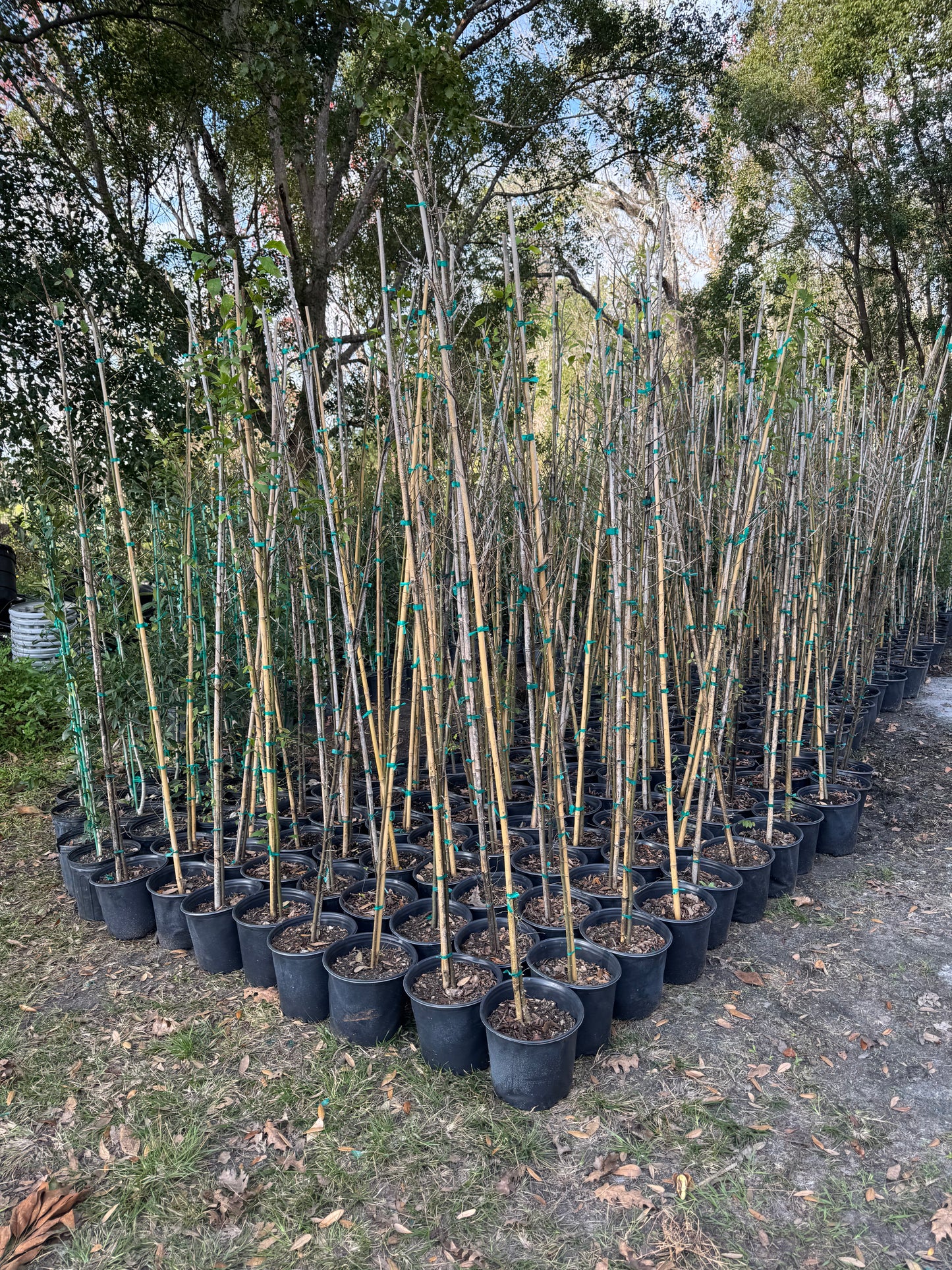 Winged Elm (Ulmus Alata)