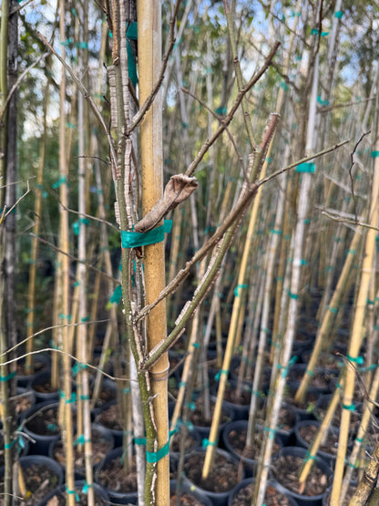 Winged Elm (Ulmus Alata)