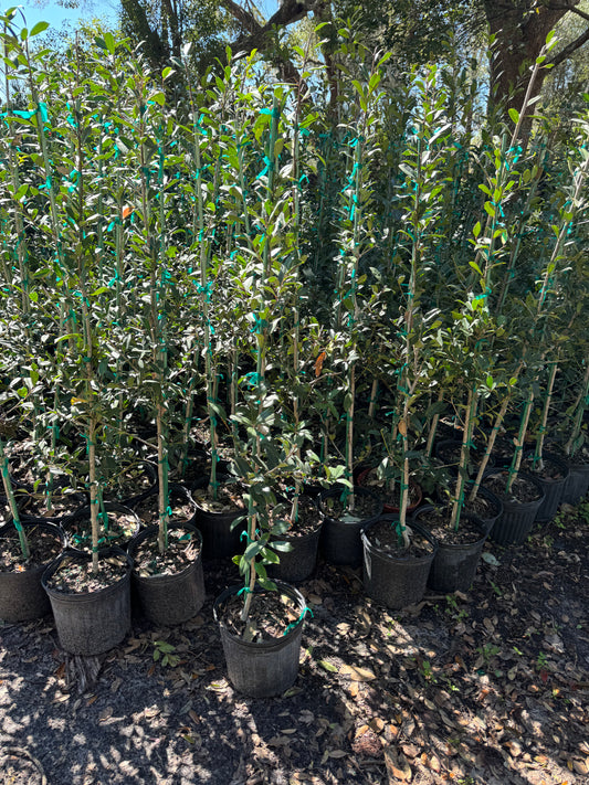 Eagleston Holly (Ilex X Attenuata) 3 Gallon