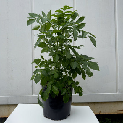 American Beautyberry Florida Native 15 Gallon