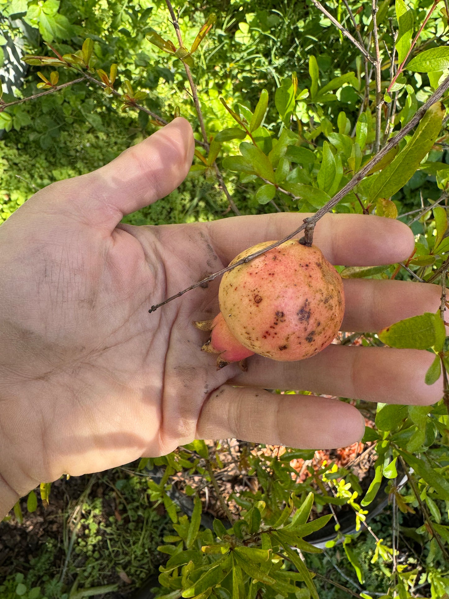 Pomegranate Saveh (Punica Shirin Saveh) 3G