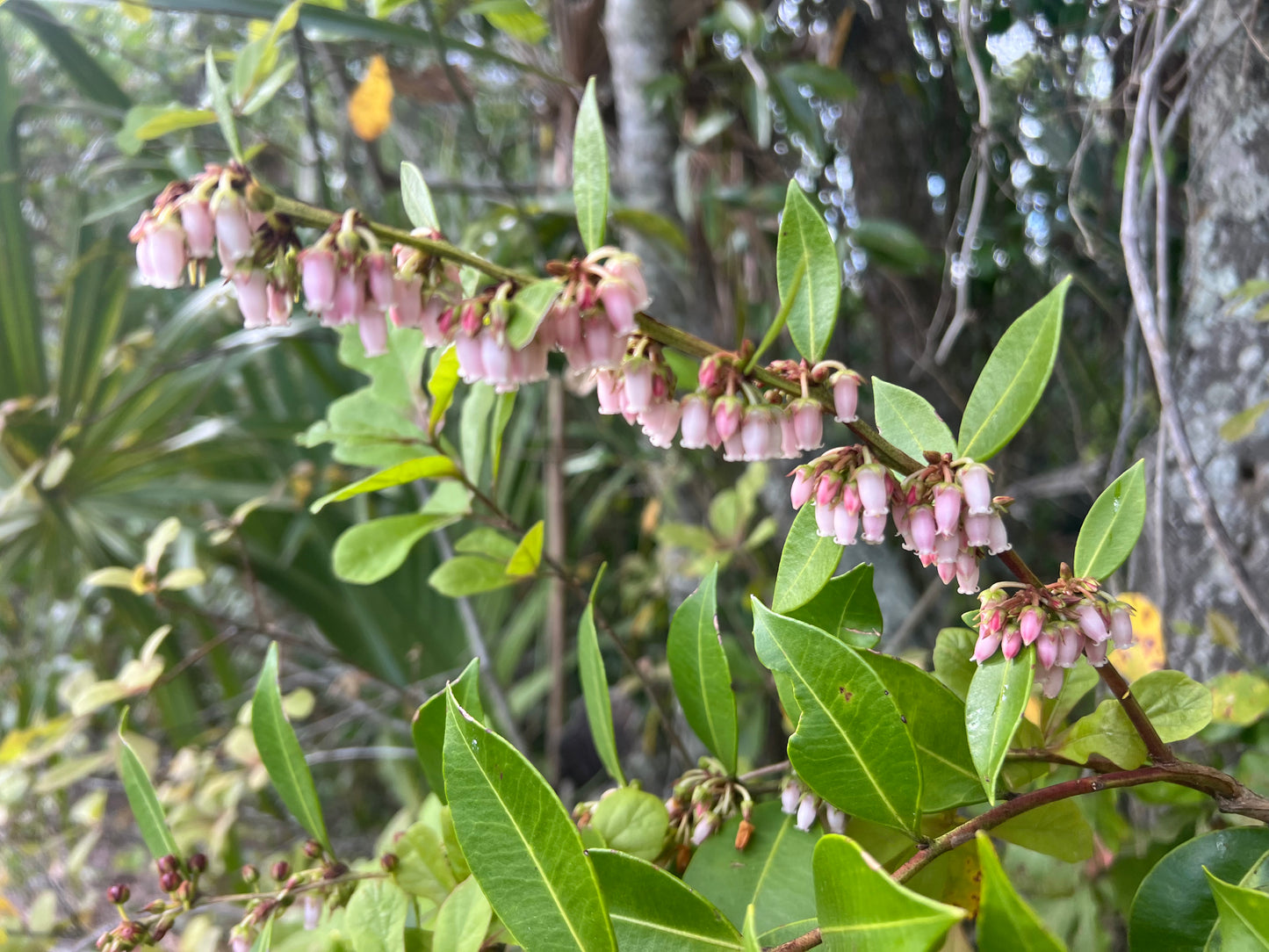 Florida Privet (Forestiera segregata)