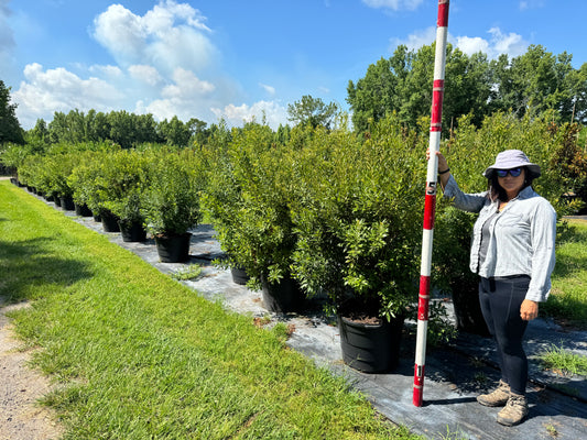 Wax Myrtle "Morella cerifera"