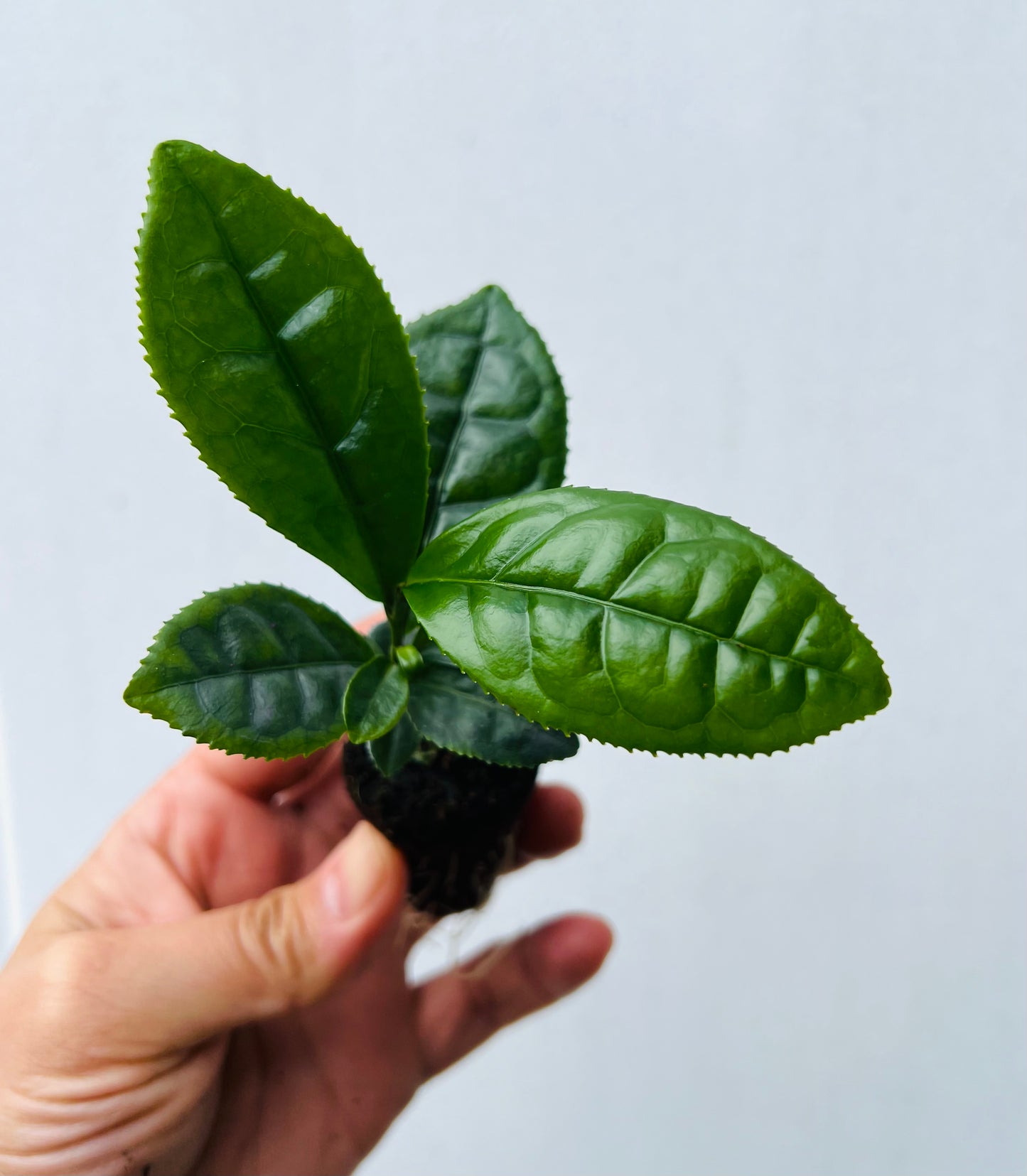 Camellia Tea Plant