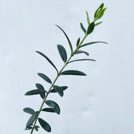 Arbequina Olive Tree 15 & 30 Gallon