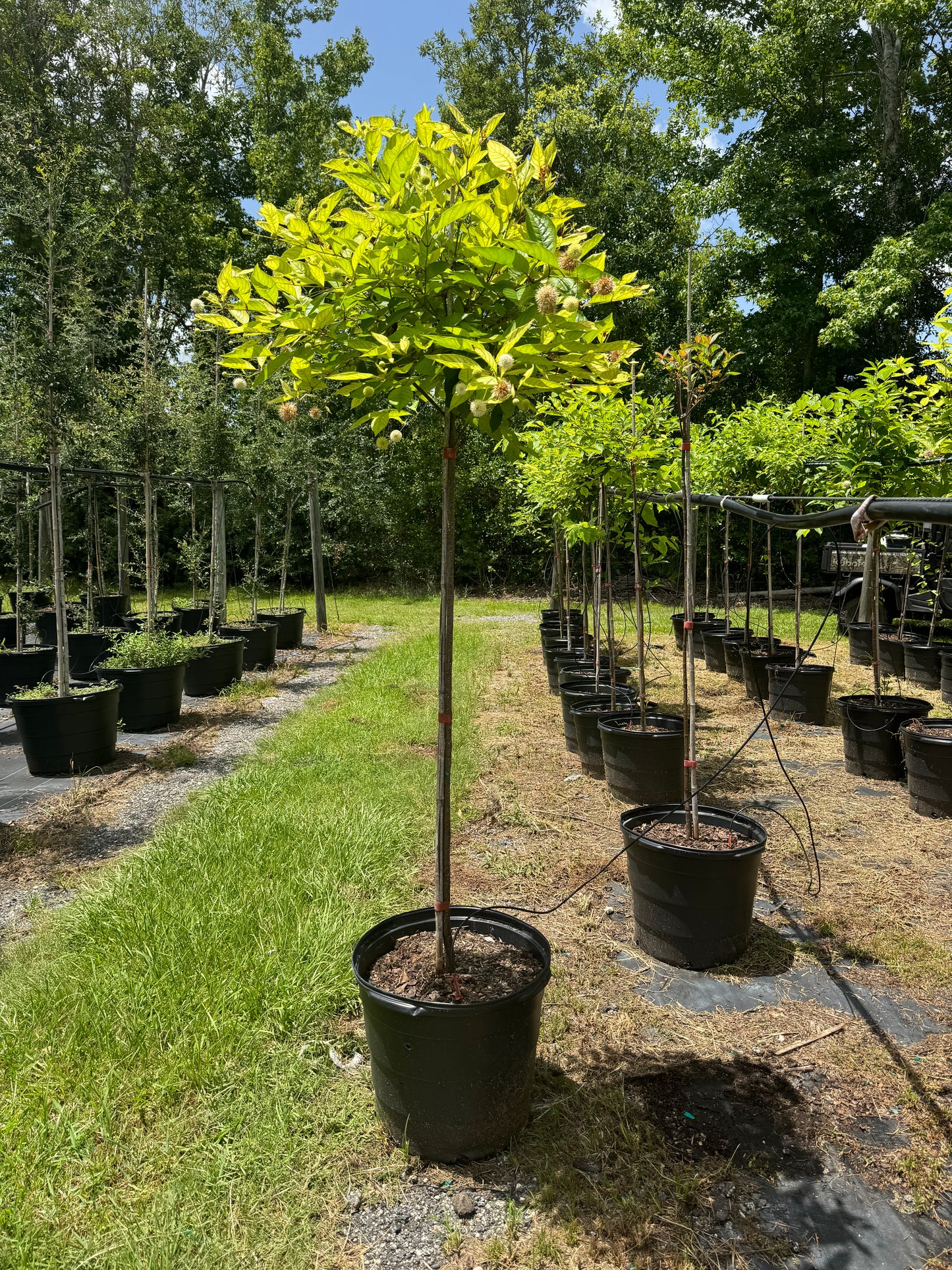 Buttonbush Florida Native 15 Gallon Standard & Topiary Style