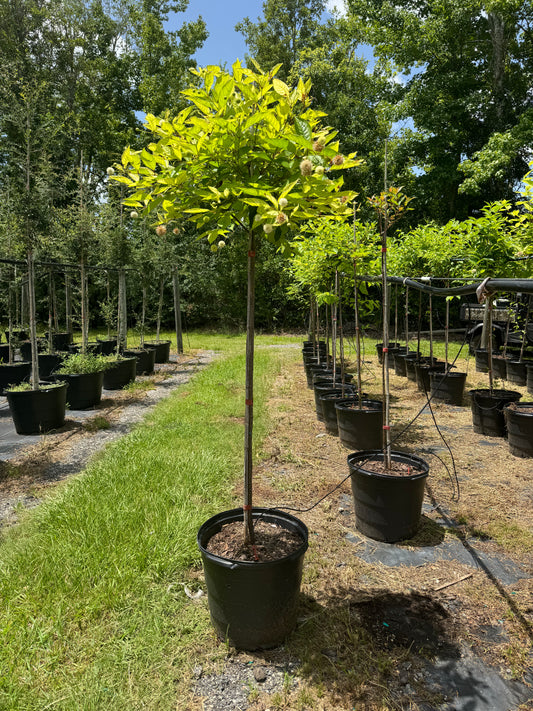 Buttonbush (Cephalanthus Occidentalis) – Florida Native 15 Gallon Standard & Topiary