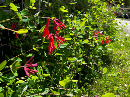 Honeysuckle Florida Native **Coming Spring Reserve Today** 3 Gallon