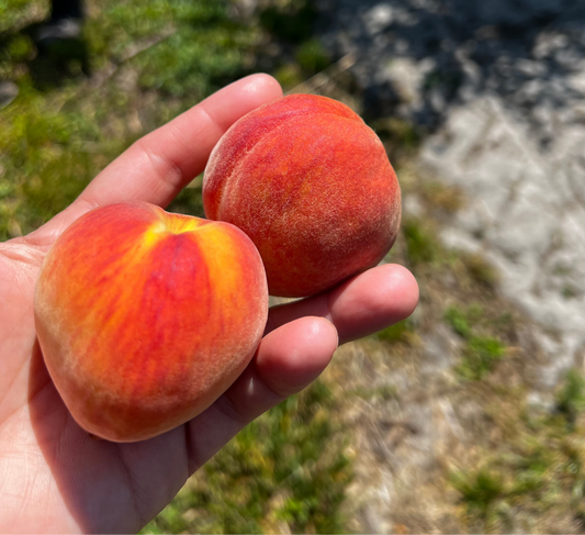 Tropic Beauty Peaches (Prunus Persica) on Florida Guard Rootstock – 1 Gallon| Reserve Today