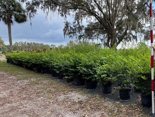 Ligustrum (Ligustrum Vulgare) 15 gallon