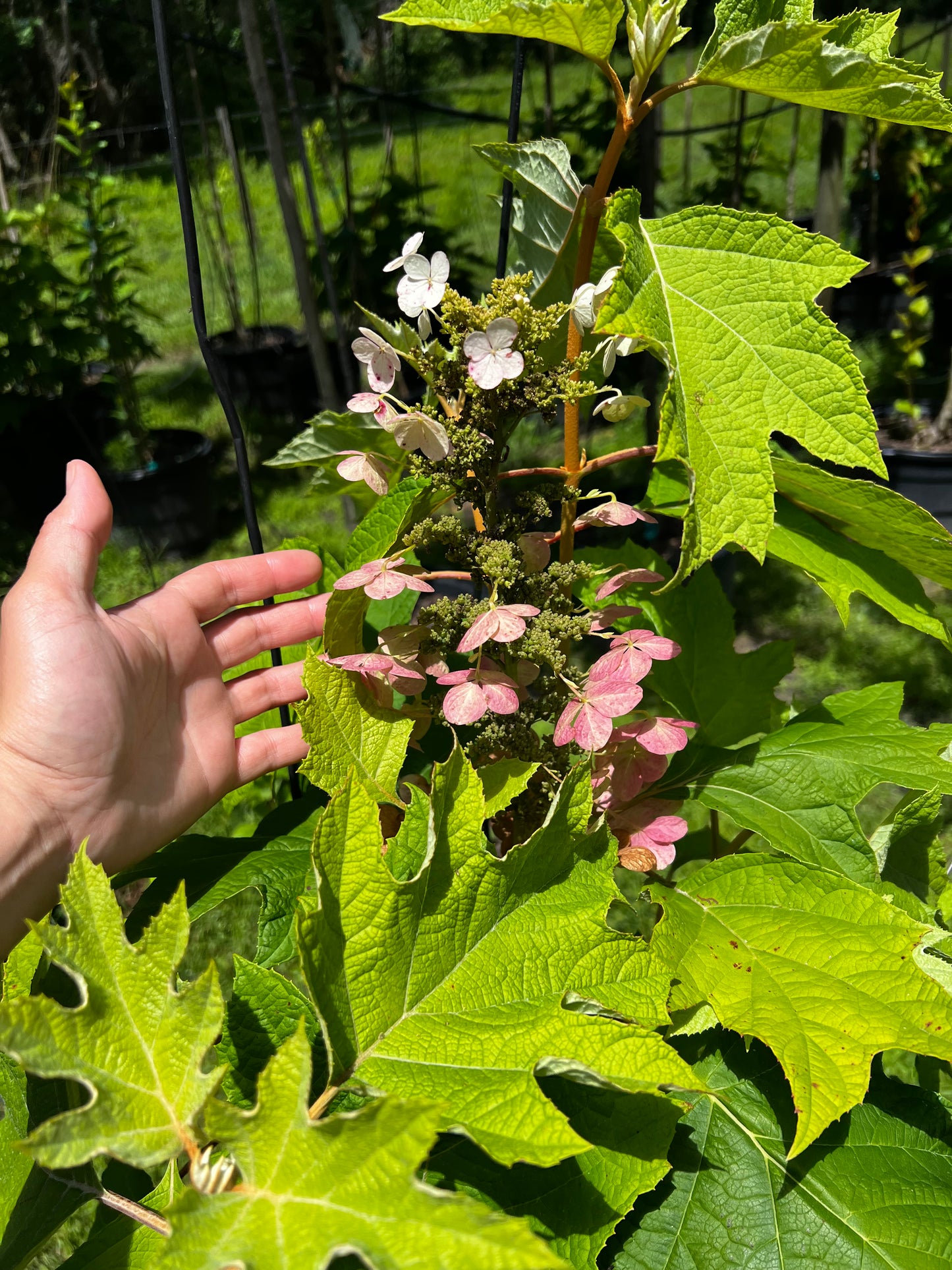 Oakleaf Hydrangea Florida Native 7 Gallon