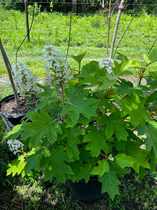 Oakleaf Hydrangea Florida Native 7 Gallon