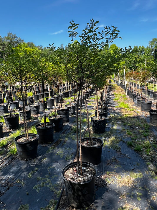 Cassia Topiary Florida Native