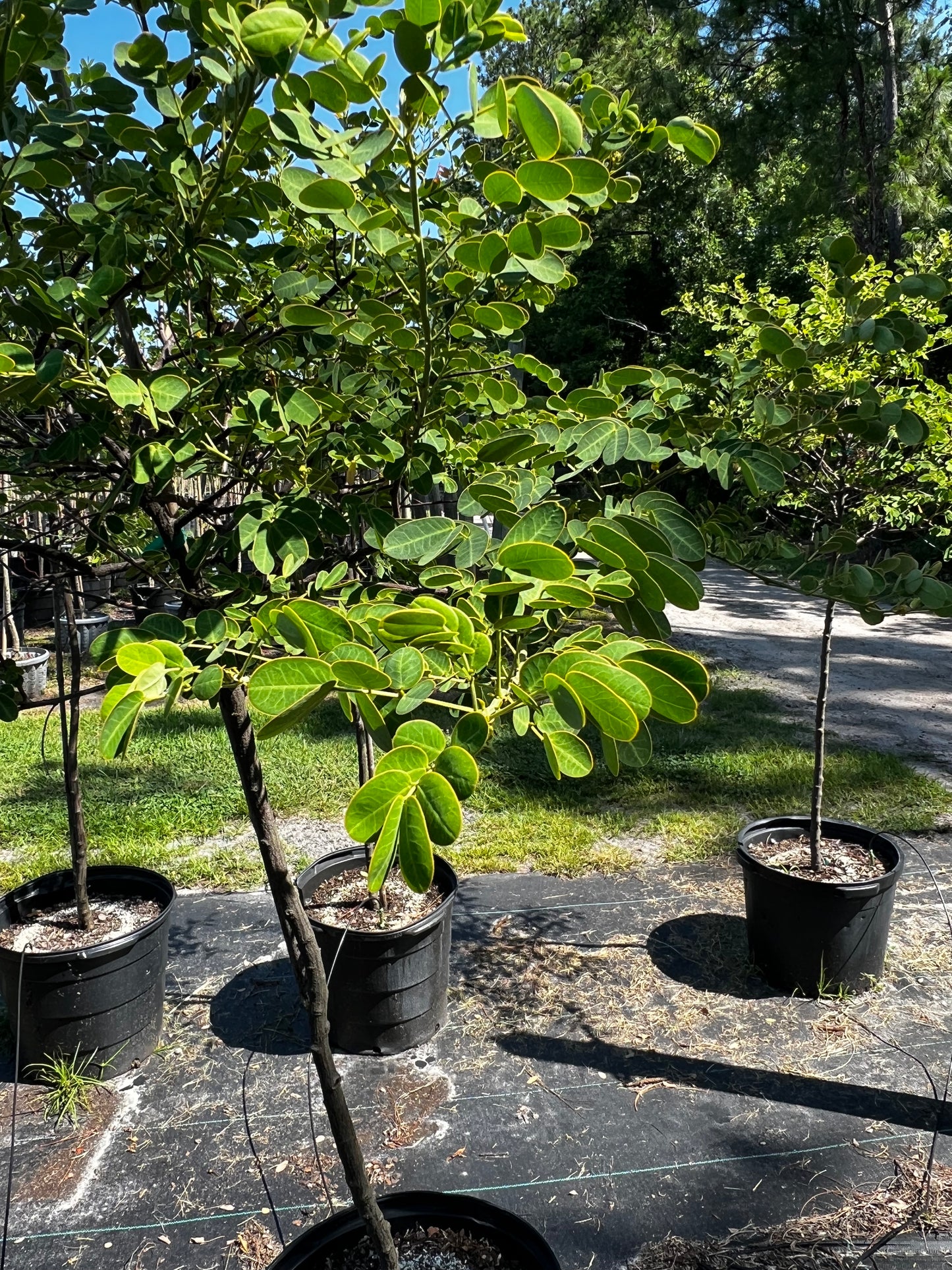 Cassia Topiary Florida Native