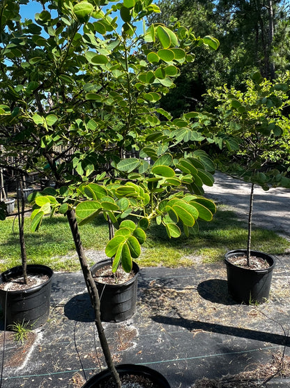 Cassia Topiary Florida Native 15 Gallon