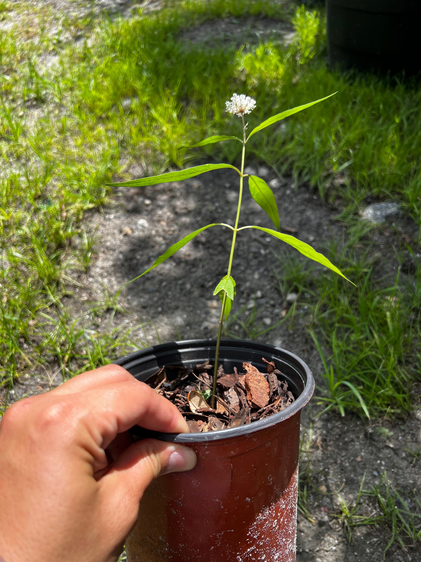 Rose Milkweed Florida Native **Limited Quantity** 1 Gallon