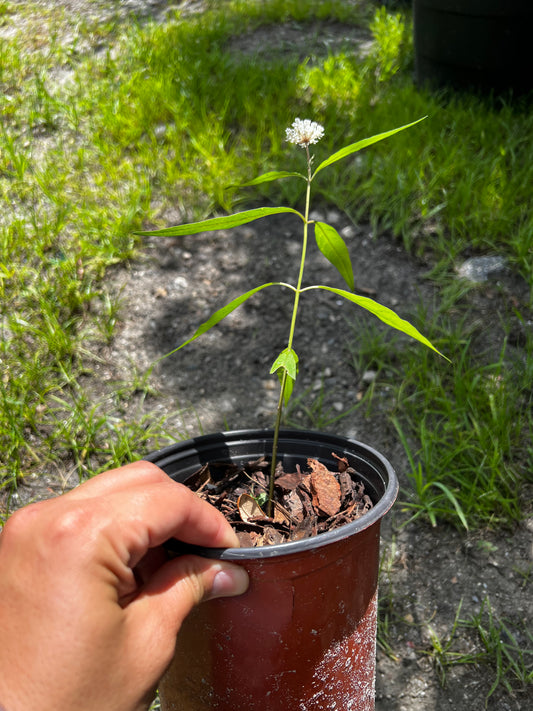 Rose Milkweed Florida Native **Limited Quantity** 1 Gallon