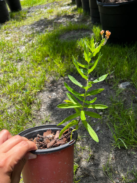 Deep Red Milkweed Florida Native