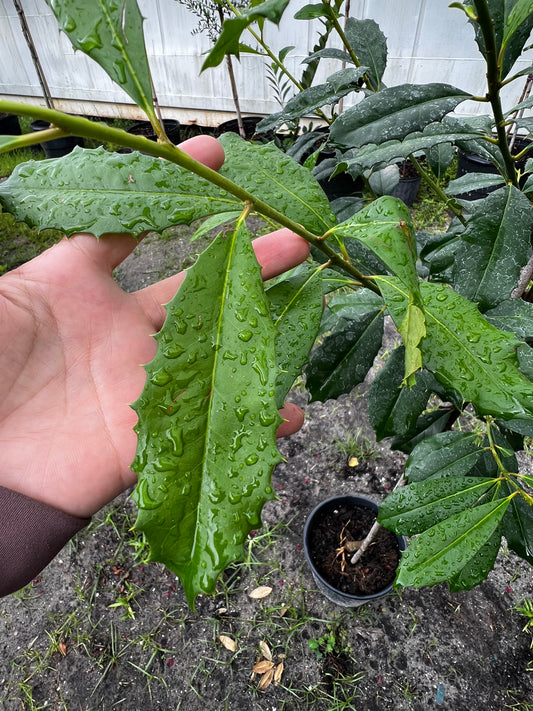 American Holly 3 Gallon