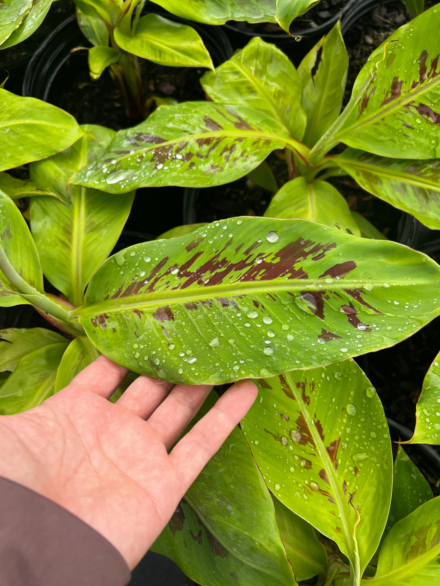 Dwarf Cavendish Banana