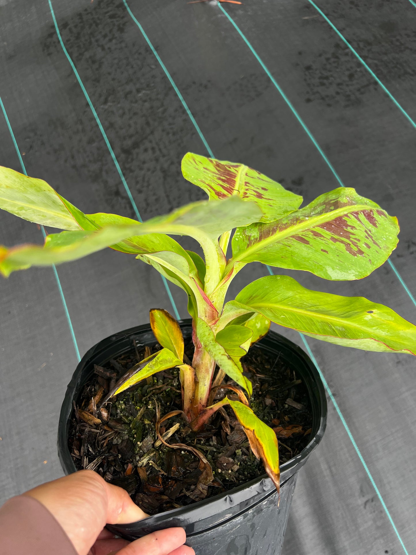 Dwarf Cavendish Banana