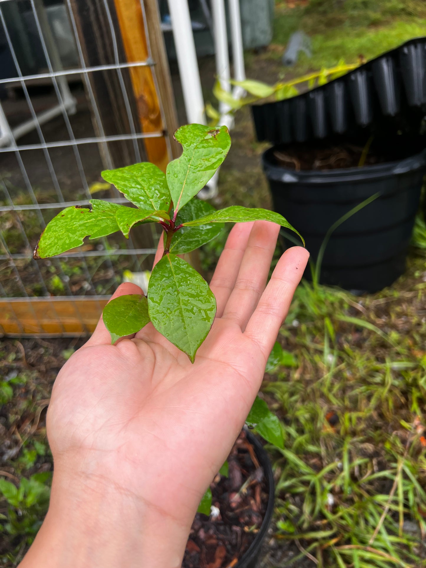 Tupelo Tree Florida Native