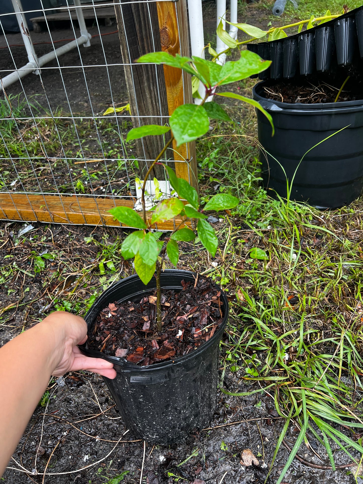 Tupelo Tree Florida Native