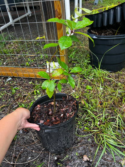 Tupelo Tree Florida Native 3 Gallon