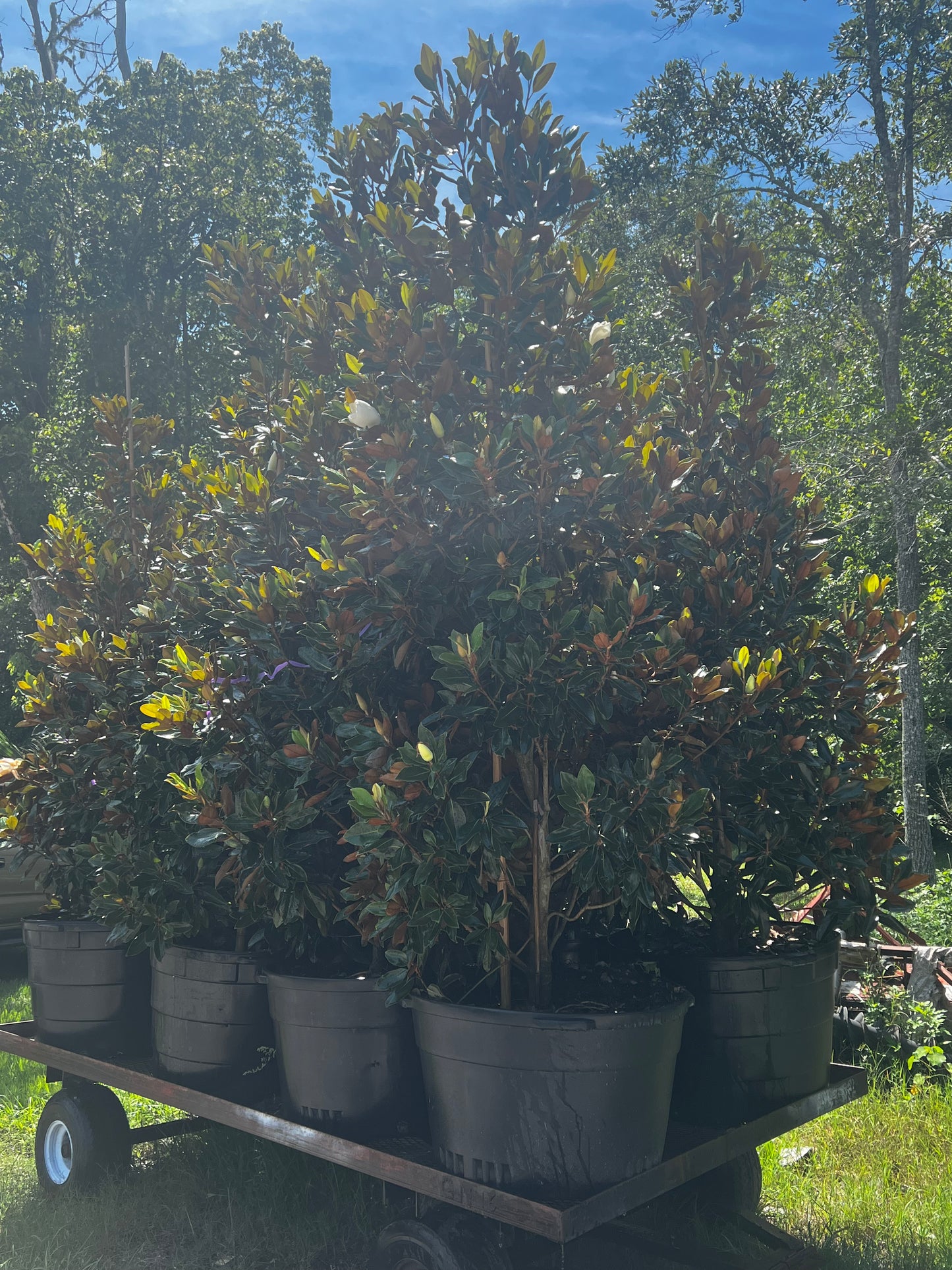 Little Gem Magnolias Florida Native 30 & 45 Gallon