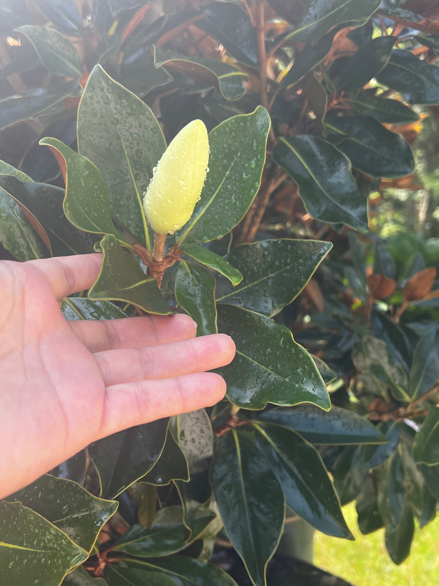 Little Gem Magnolias Florida Native 30 & 45 Gallon