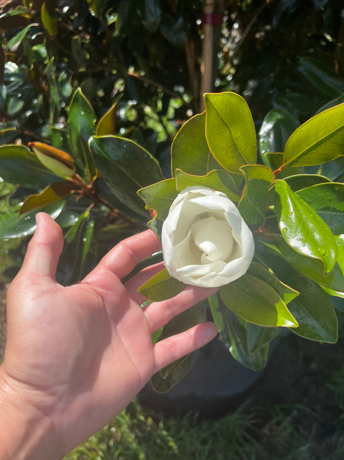 Little Gem Magnolias Florida Native